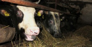 lapte de vaca / fermele de vaci