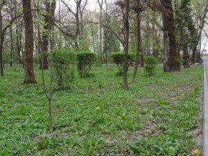 Pădure - Ciuperceni Gorj