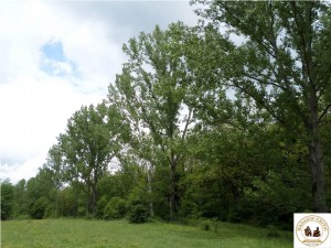 Ciuperceni1