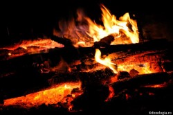 FOC
