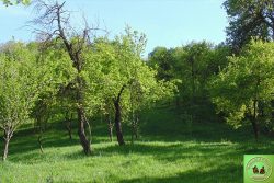 Pomi34