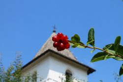 IMG_0416