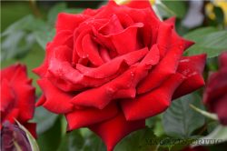 Flori21