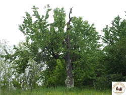 Pomi20