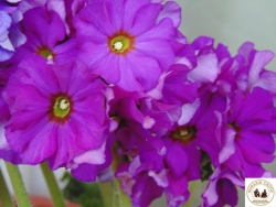 Flori20