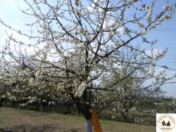 Pomi15