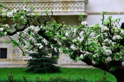 Flori71