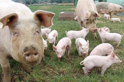 Porc