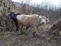 bivoli-romanesti