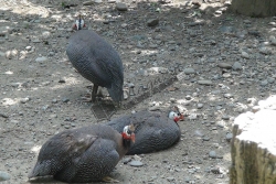 Gradina Zoologică Râmnicu Vâlcea