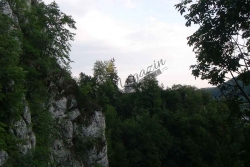 Arnota1