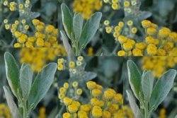 Busuioc1