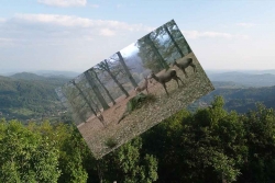 Cerbul2