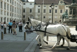 Viena53
