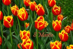 8-martie