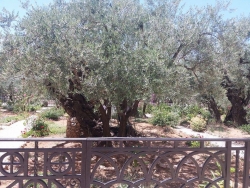 Palestina2