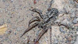 IMAGINIIMIKE WAITE / SURREY WILDLIFE TRUST