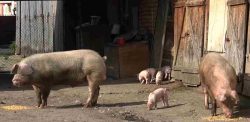 Porci