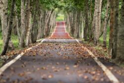 avenue-656969_1920
