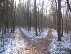 forest-path-238887_1920