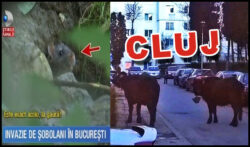 Bucuresti-Cluj