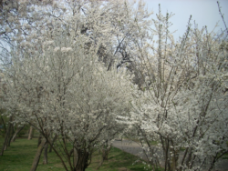 Pomi in floare