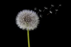Dandelion / Păpădie