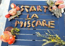 start miscare