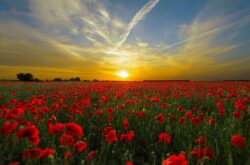 Sunset / Flori