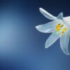 Floare