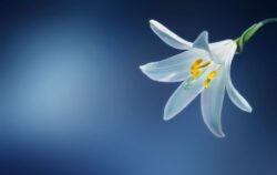 Floare