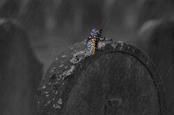 tombstone-660890_1280
