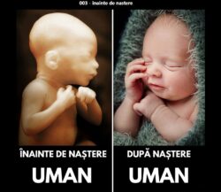 Uman