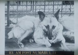 catel-23