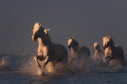 horses-in-sunset-light-rostovskiy-anton